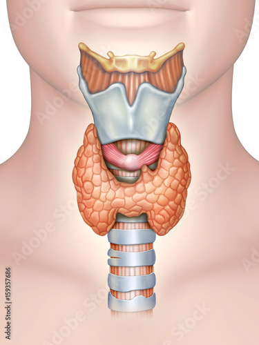 Tableau sur toile Anatomy of the thyroid gland