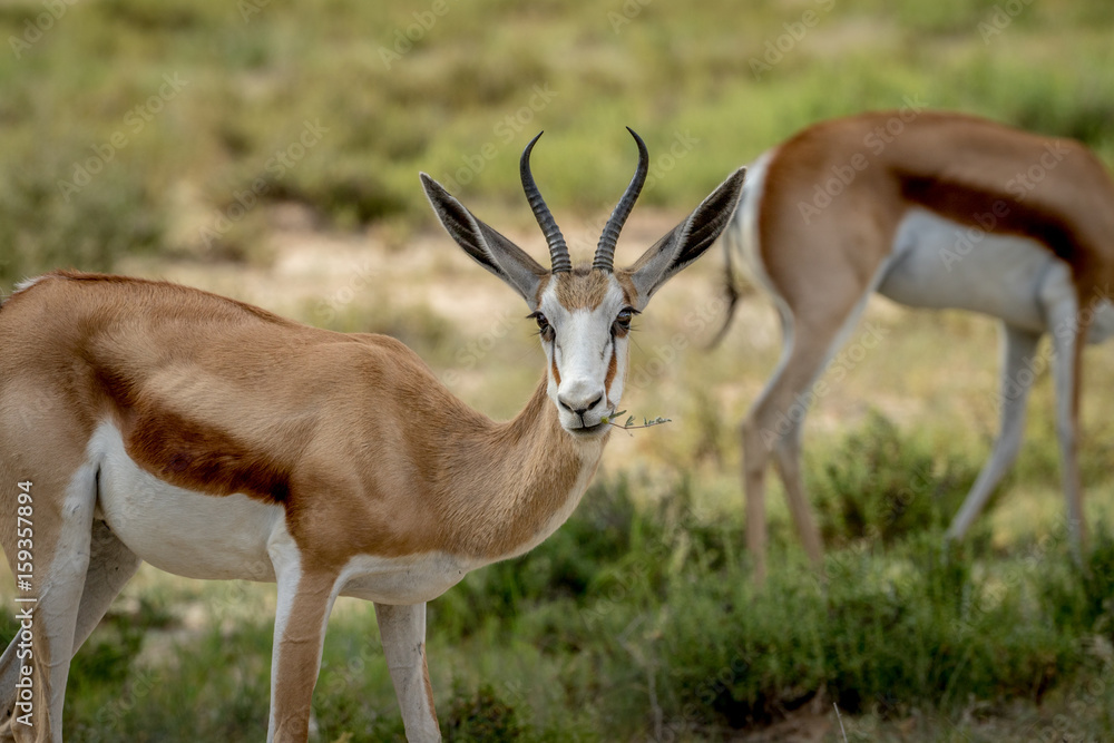Close up of a Springbok in the Kalagadi. Close up of a Springbok in the Kalagadi.