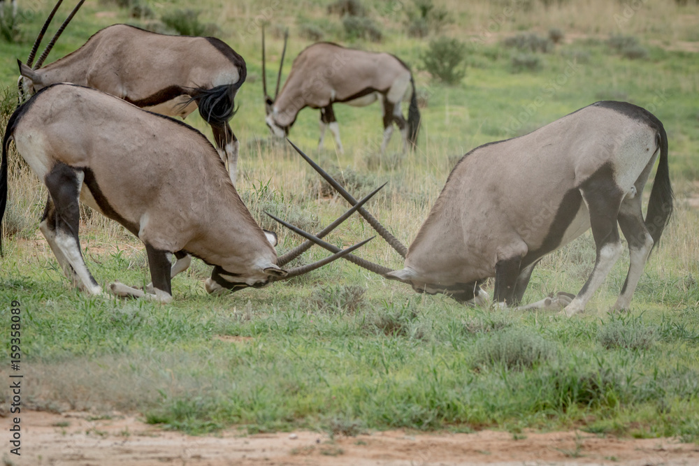 Two Gemsboks fighting in the grass. Two Gemsboks fighting in the grass.