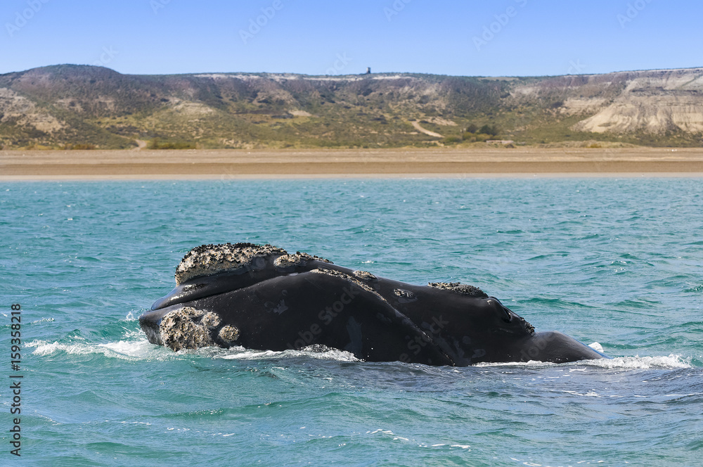 Fototapeta premium Whale Patagonia Argentina