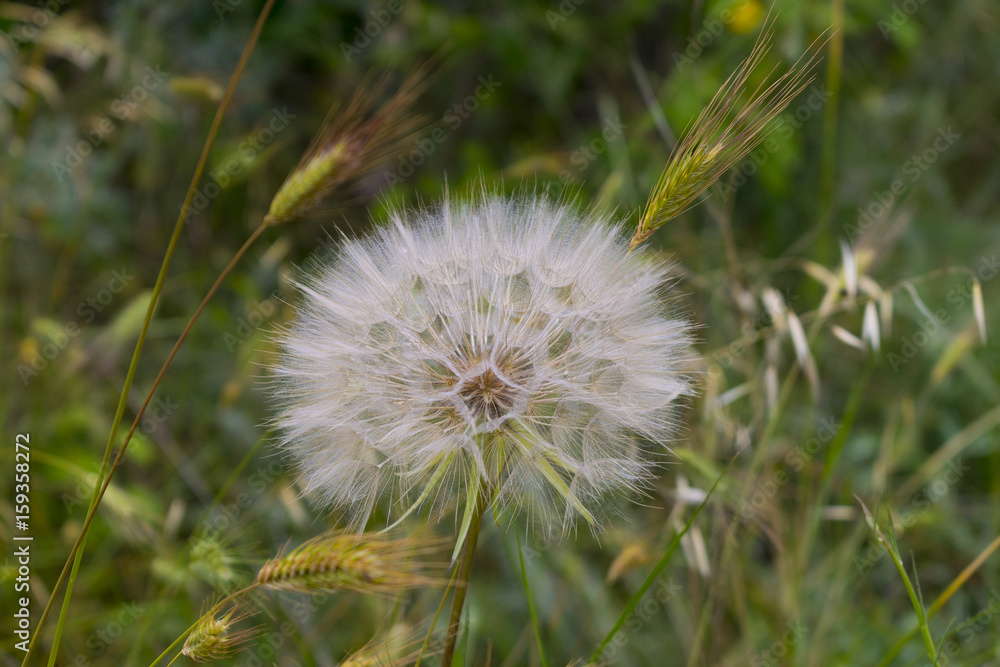 Dandelion flower close up Dandelion flower close up