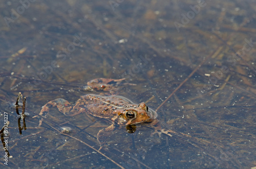 Crapaud d Am  rique 