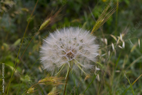 Dandelion flower close up