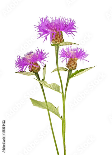 Bouquet of purple flowers on a white background