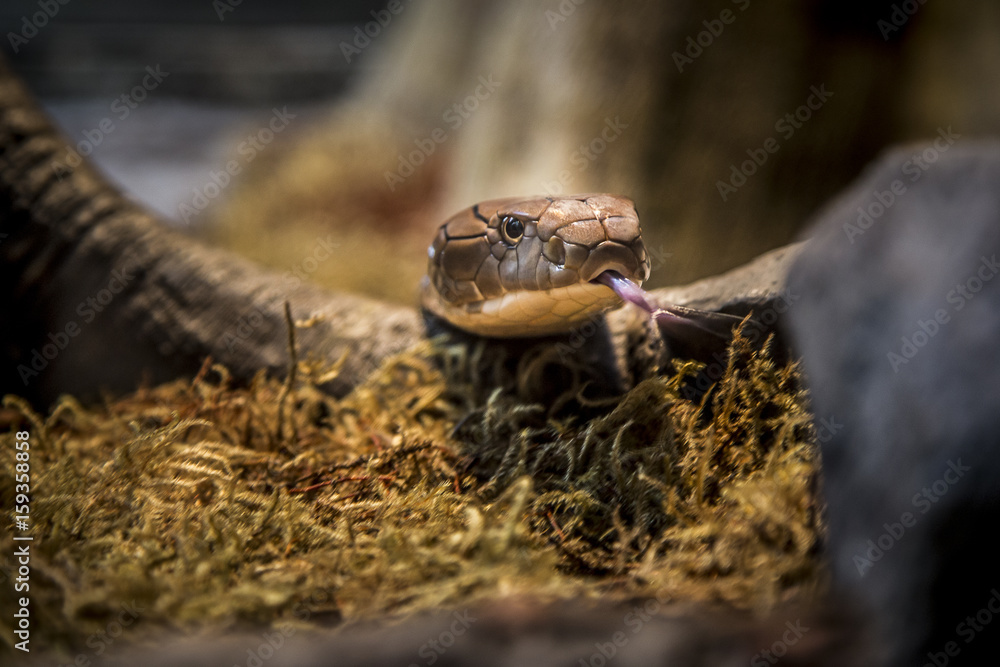 Fototapeta premium snake