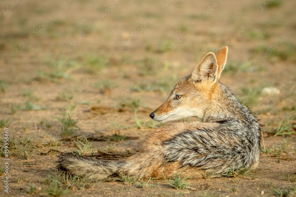 Black-backed jackal laying down.