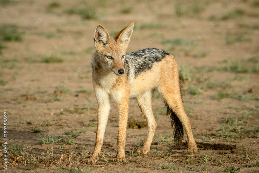 Black-backed jackal looking around.