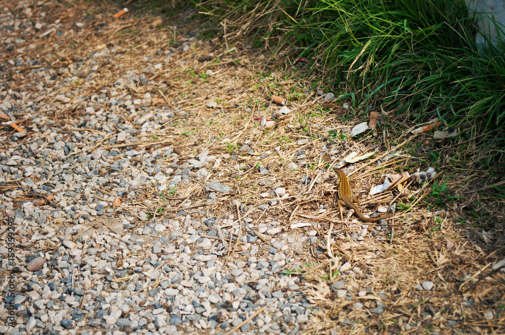 Obraz premium One small Italian wall lizard among pebble and green grass on a summer day