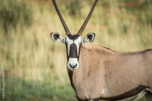 Gemsbok starring at the camera.