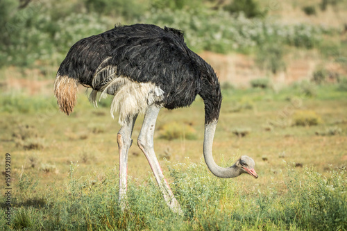 Male Ostrich standing in the grass.