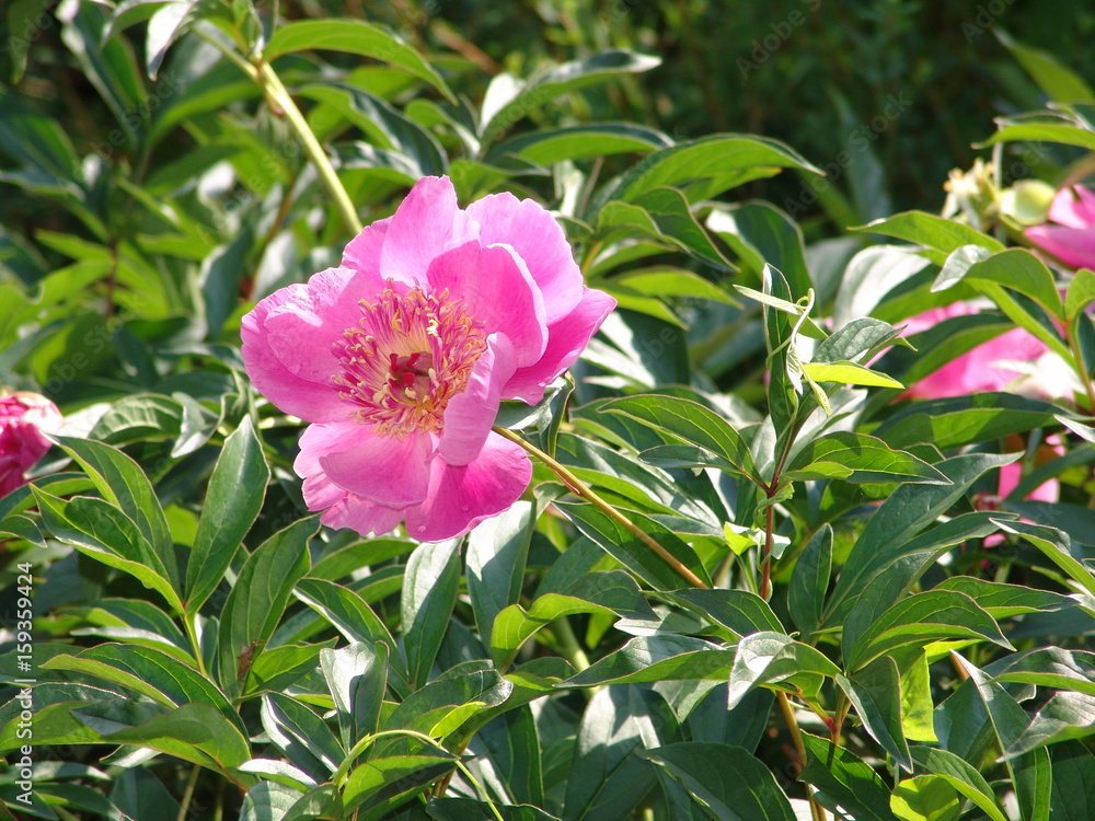 peony flower, flower, garden, pink, petal, peony, plant, gardening, nature, summer, green, closeup, floral, beautiful, spring, outdoor, blooming, blossom, fresh, flora, natural, bloom, background, col peony flower, flower, garden, pink, petal, peony, plant, gardening, nature, summer, green, closeup, floral, beautiful, spring, outdoor, blooming, blossom, fresh, flora, natural, bloom, background, col