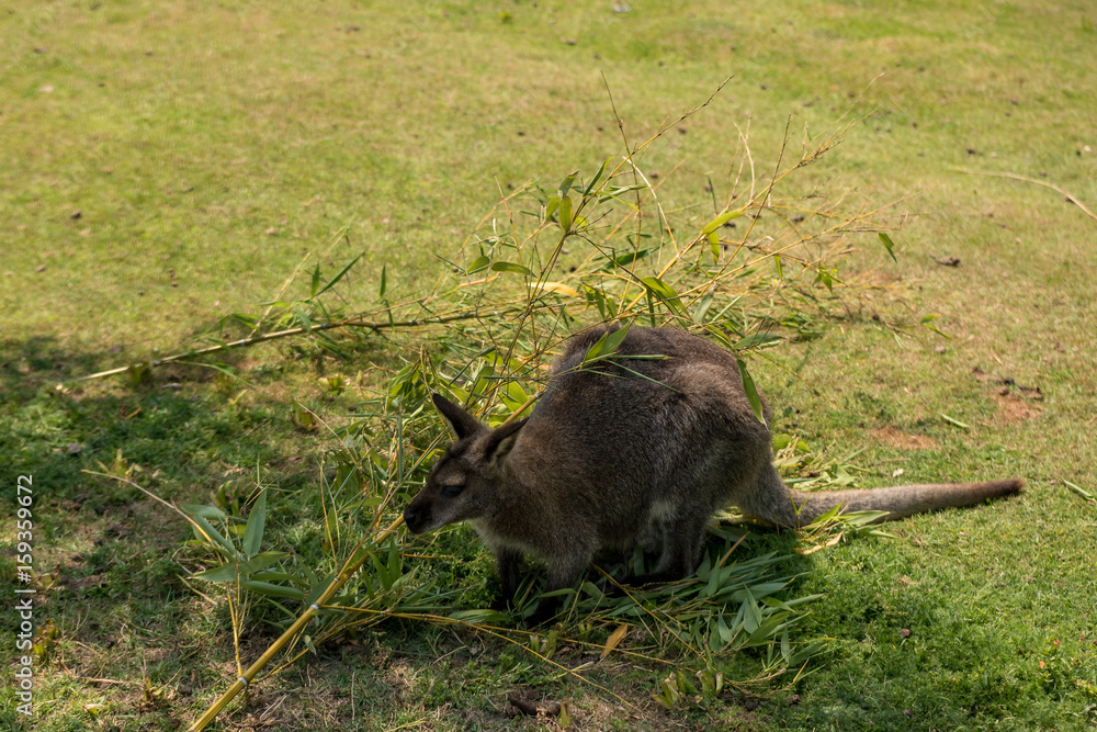 Kangaroo beim Essen auf der Wiese Kangaroo beim Essen auf der Wiese