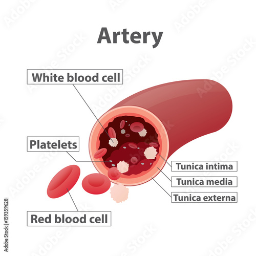 Artery illustration vector on white background. Medical concept.