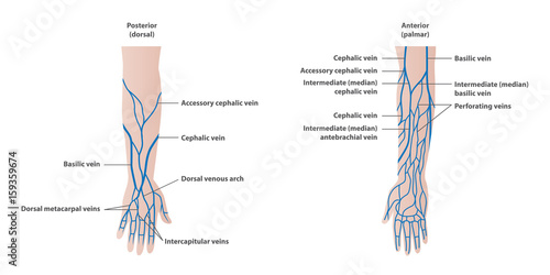 Vein plotting in the arm illustration vector on white background. Medical concept.