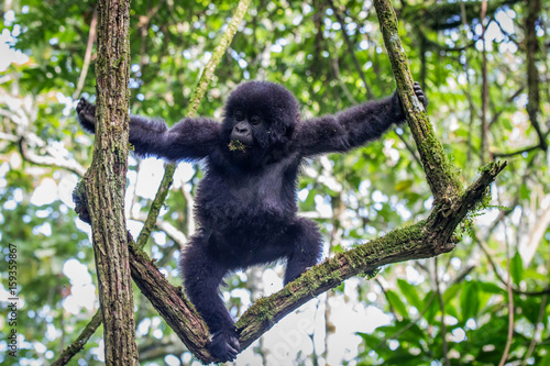 Baby Mountain gorilla climbing in a tree.