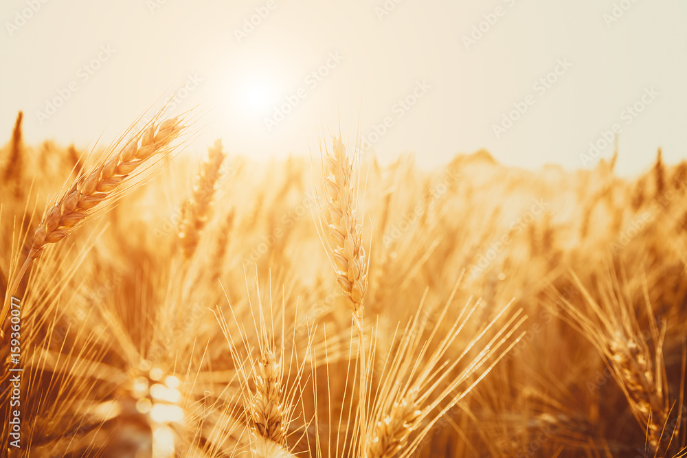 Gold Wheat Field. Beautiful Nature Sunset Landscape. Background of ripening ears of meadow wheat field.