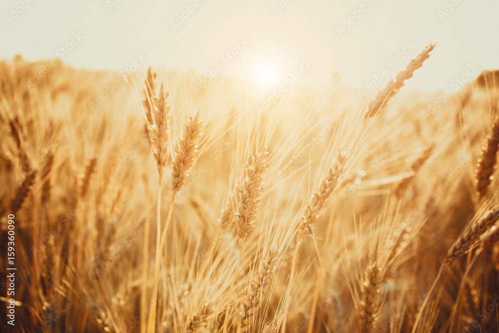 Naklejka premium Gold Wheat Field. Beautiful Nature Sunset Landscape. Background of ripening ears of meadow wheat field.