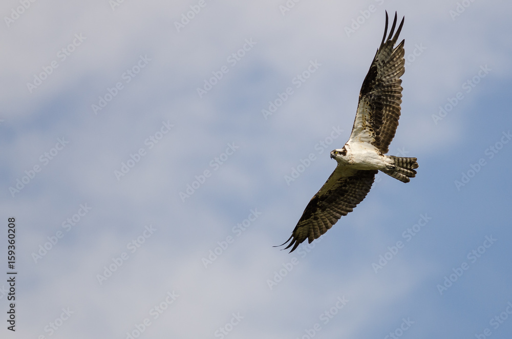 Fototapeta premium Lone Osprey Flying in a Blue Sky