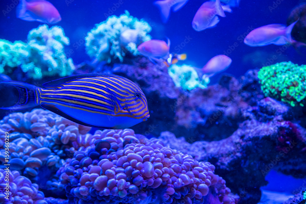 Tropical fish with corals and algae in blue water. Beautiful background of the underwater world
