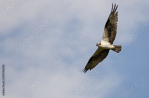 Lone Osprey Flying in a Blue Sky