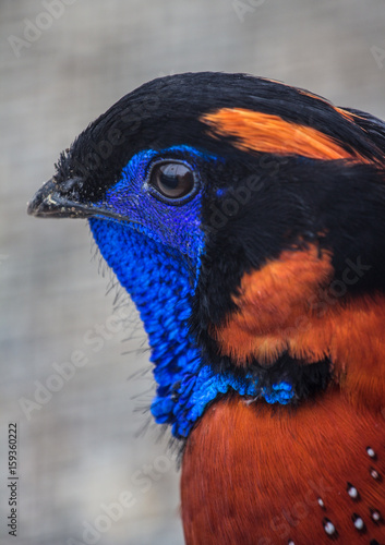 Close-up of satyr tragopan's male, side-view
 photo