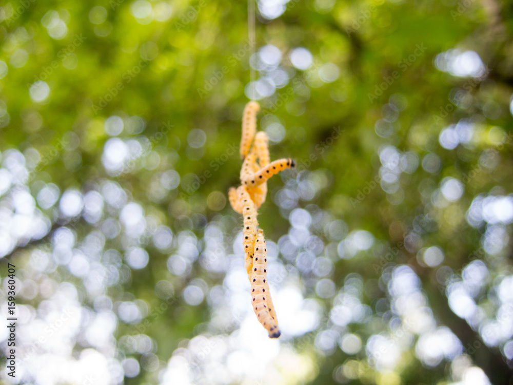 Fototapeta premium bunch of caterpillars hanging on a string