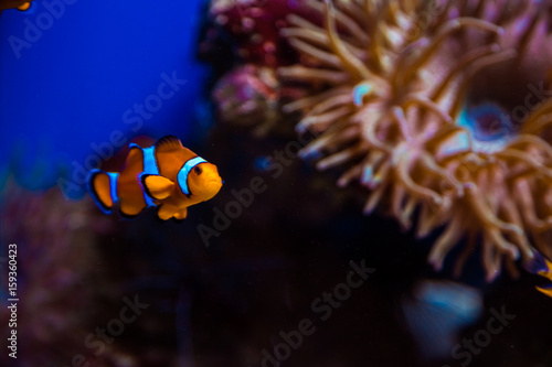 Tropical clown fish and corals. Beautiful background of the underwater world
