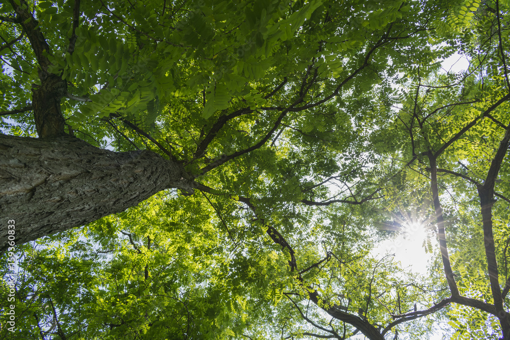 Fototapeta premium Tree branchesh from bottom to top