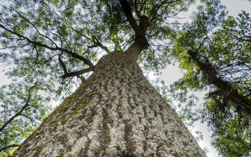Tree from bottom to top in close up