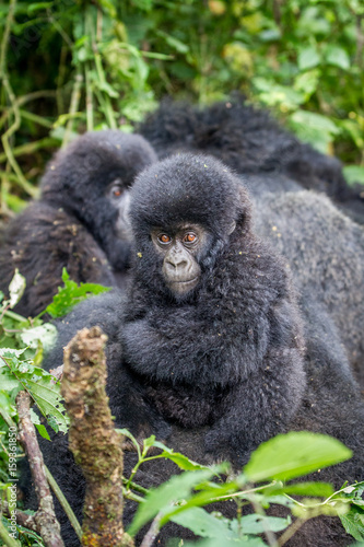 Close up of a baby Mountain gorilla. © simoneemanphoto