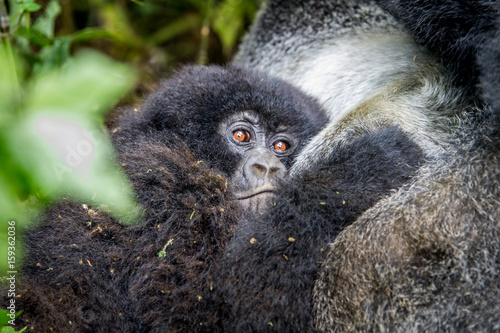Close up of a baby Mountain gorilla.