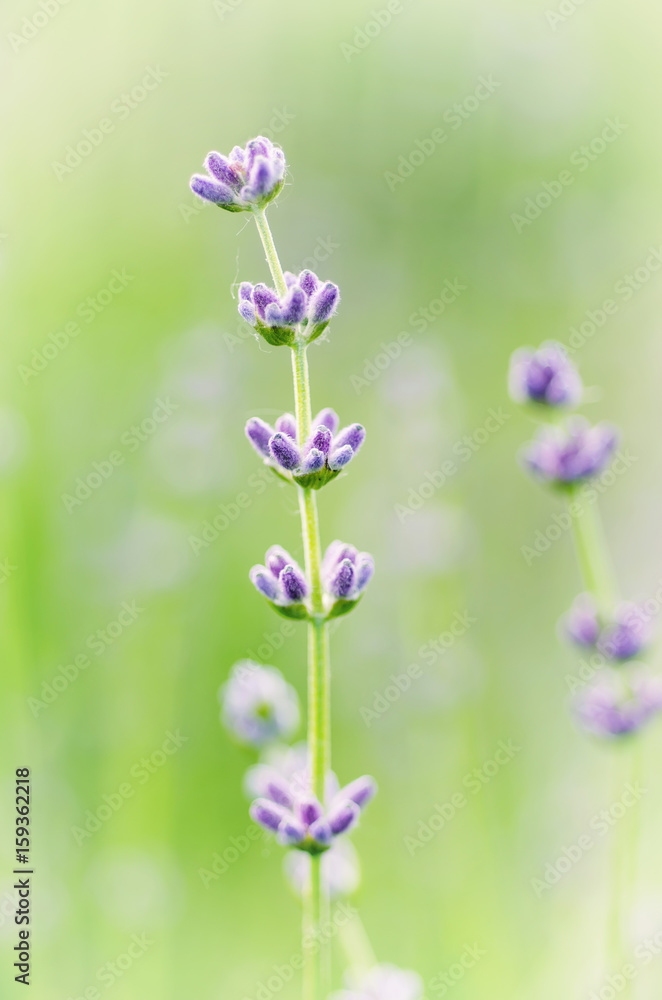 Naklejka premium Blossoming of lilac lavender flower in green grass at summer time, natural floral seasonal background