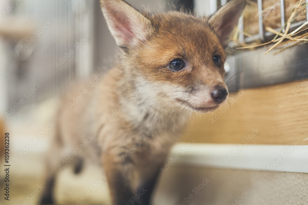 Obraz premium Young rescued fox cubs
