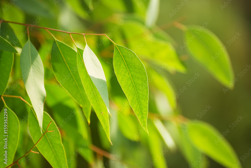 Eucalyptus green leaves abstract background with sun shining and copy space Eucalyptus green leaves abstract background with sun shining and copy space
