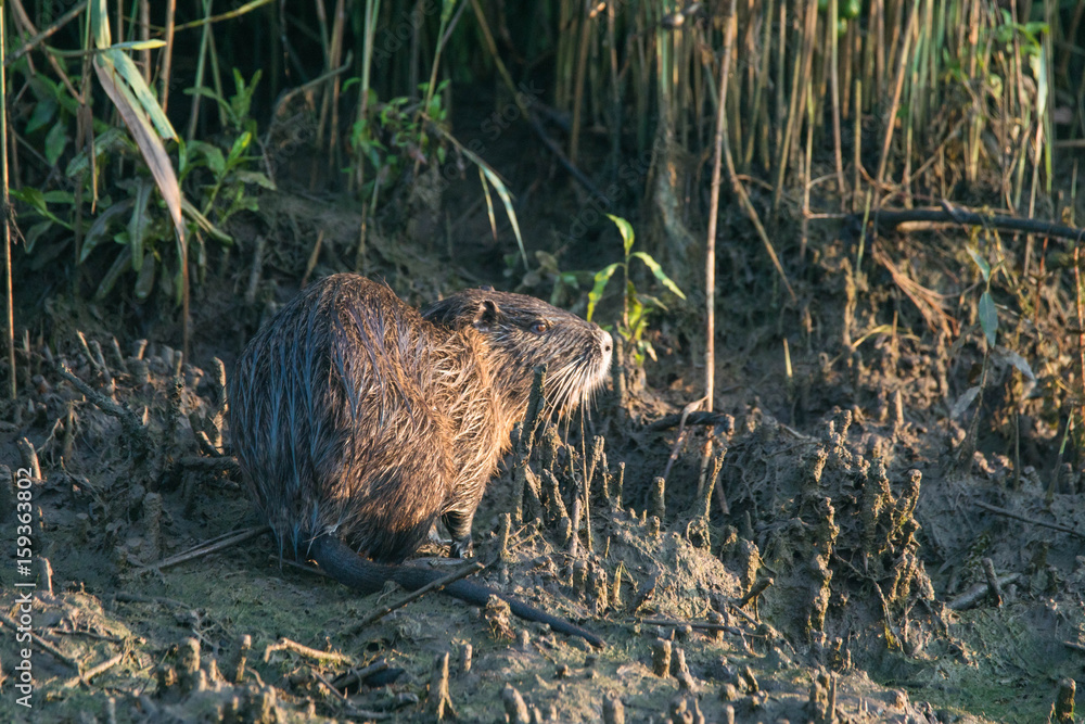 Nutria - Myocastor coypus auf Futtersuche