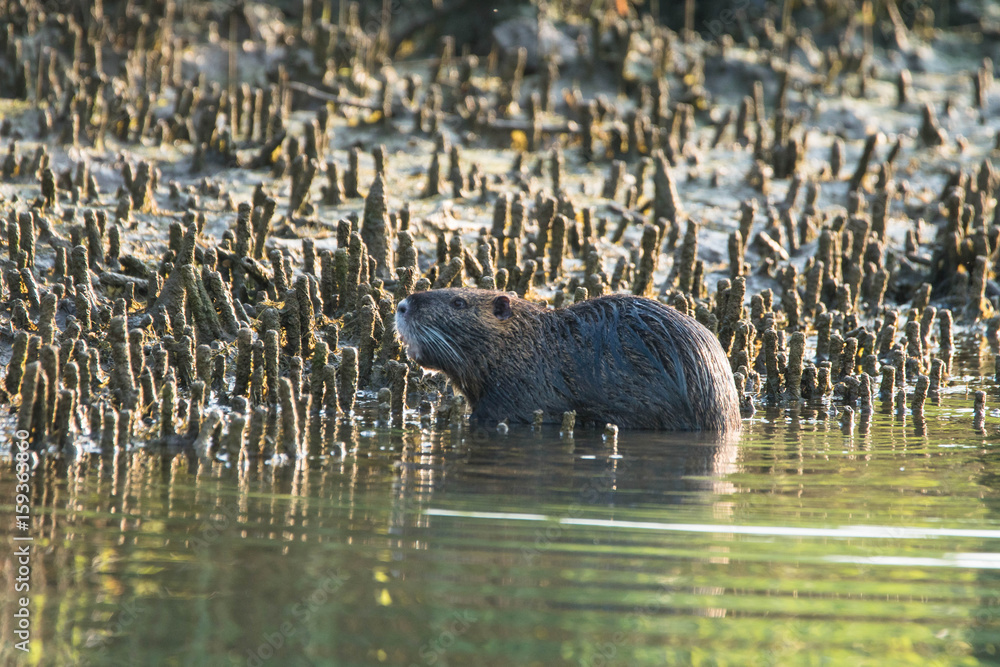 Nutria - Myocastor coypus am Ufer