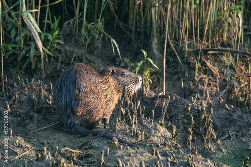 Obraz na płótnie Nutria - Myocastor coypus auf Futtersuche w salonie