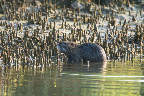 Obraz na płótnie Nutria - Myocastor coypus am Ufer w salonie