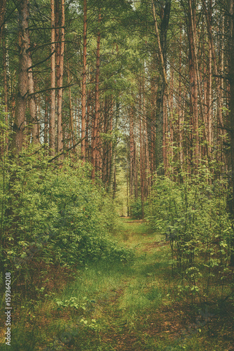 Fototapeta Naklejka Na Ścianę i Meble -  Dark moody forest with path and green trees, natural outdoor vintage background