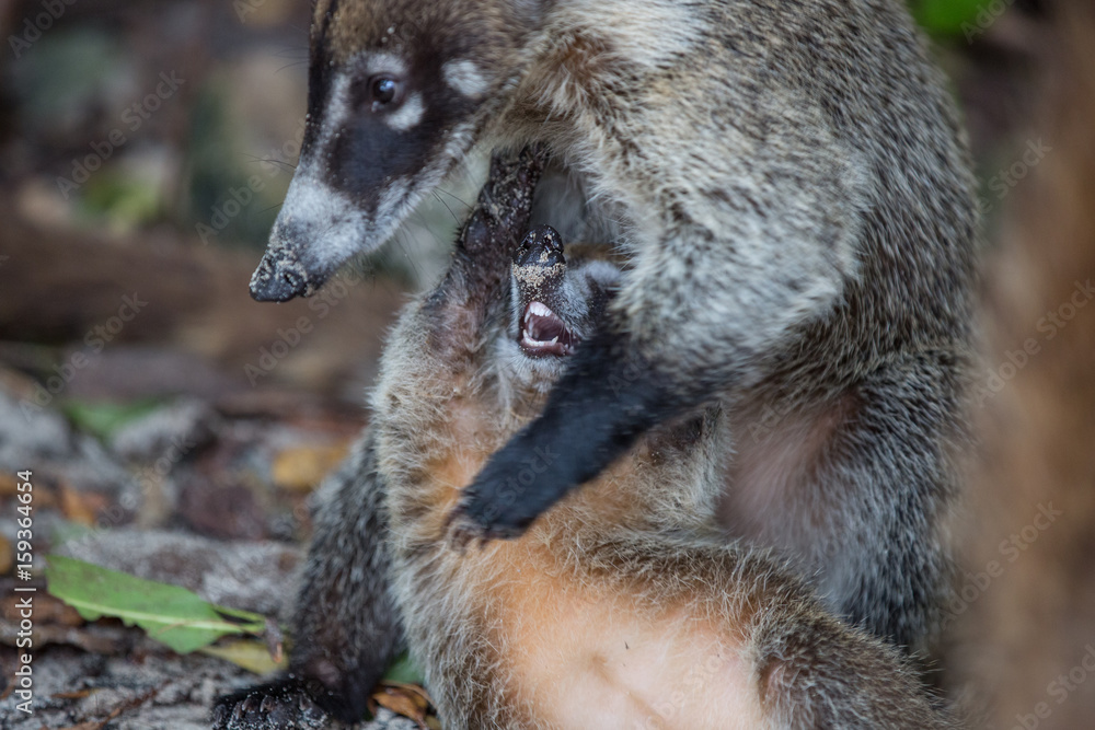 Naklejka premium Coati, Mexique, Riviera Maya