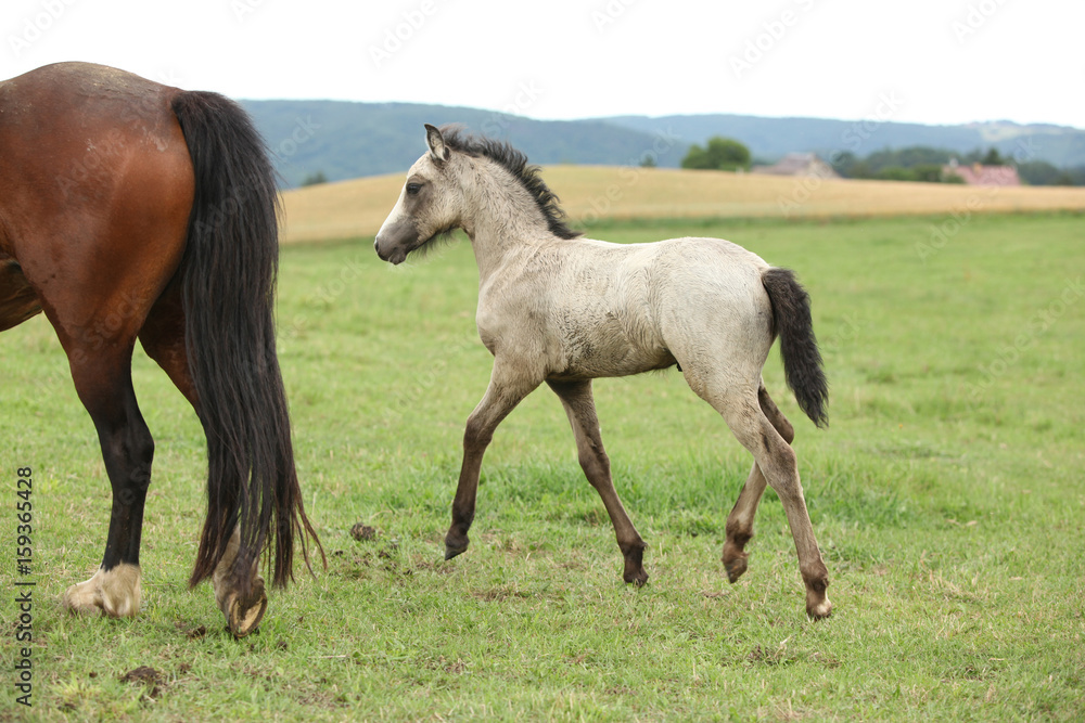 Amazing welsh part-bred foal Amazing welsh part-bred foal