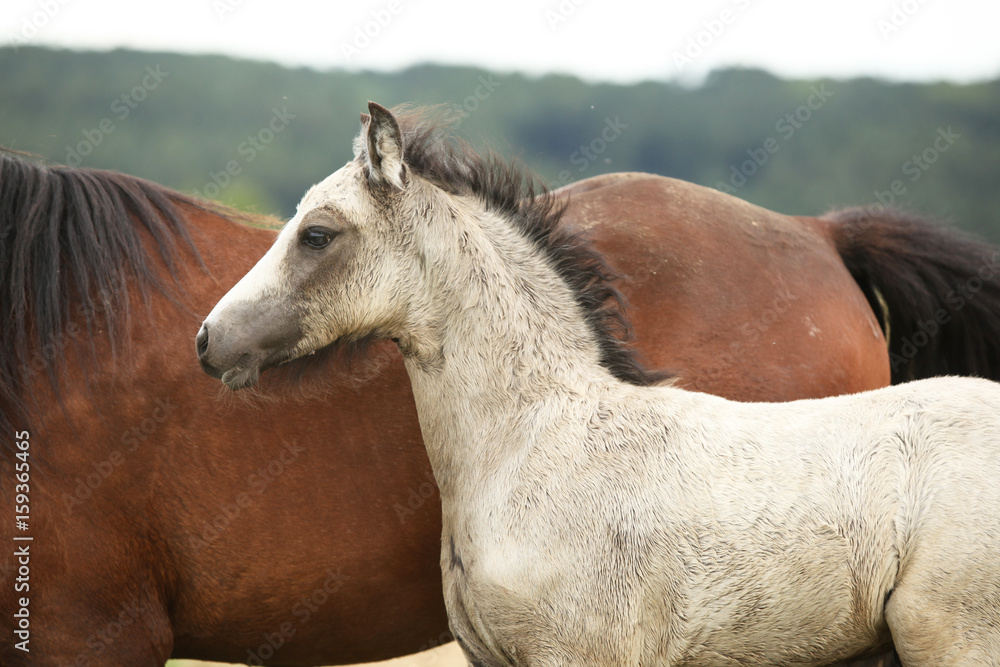 Fototapeta premium Amazing welsh part-bred foal