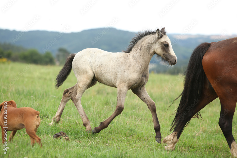 Amazing welsh part-bred foal