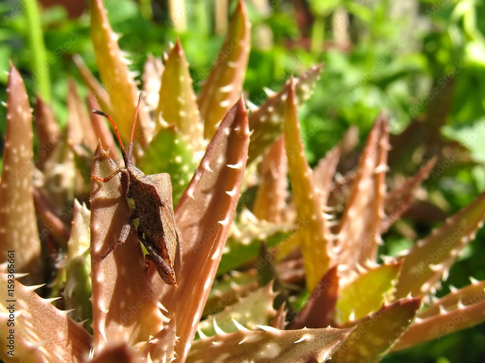 Fototapeta premium Lederwanze auf Aloe squarrosa im Morgenlicht