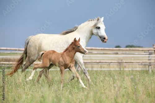 Fototapeta Naklejka Na Ścianę i Meble -  Amazing foal with its mother