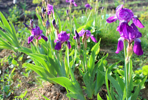 Fototapeta Naklejka Na Ścianę i Meble -  beautiful iris flowers
