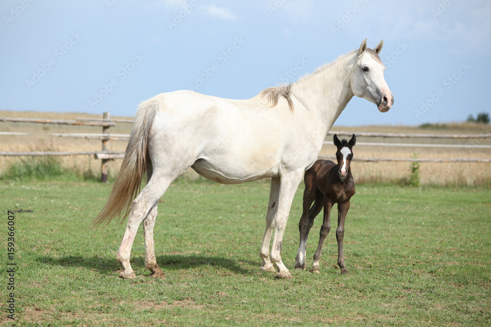 Nice mare with its foal Nice mare with its foal