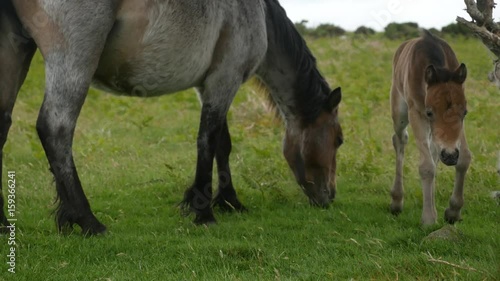 Dartmoor pony and foal grazing