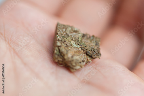 Close up of Mini Sour Diesel medical marijuana
