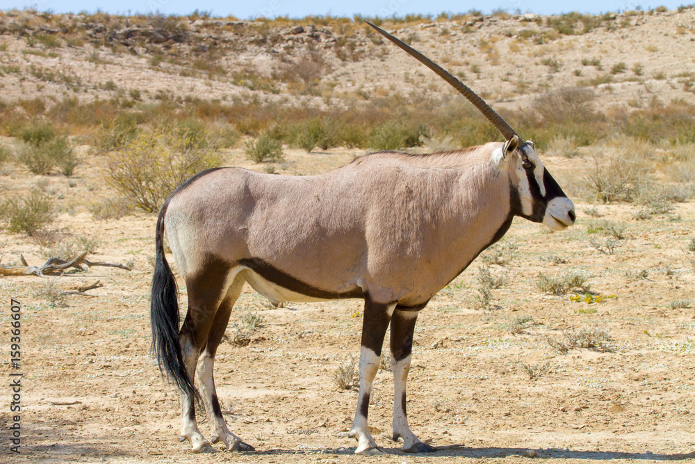 Oryx (Gemsbok) photographed in the Kgalagadi Transfrontier National Park between South Africa, Namibia, and Botswana. Oryx (Gemsbok) photographed in the Kgalagadi Transfrontier National Park between South Africa, Namibia, and Botswana.